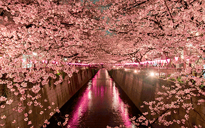 2023 Japan Cherry Blossom