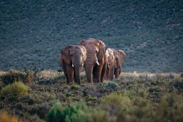 Cape Town Safari & Beach Hotel