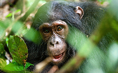Gorilla & Chimpanzee Uganda
