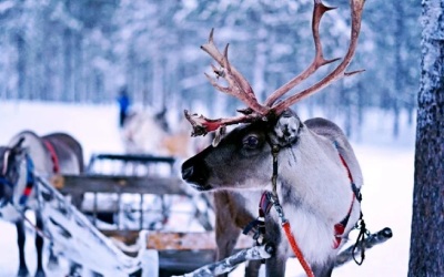 Feb Half Term Lapland Adventure
