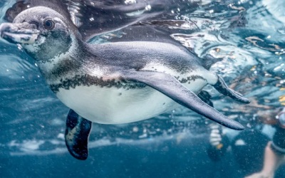 Galapagos Expedition: An Untamed World of Rare Wildlife