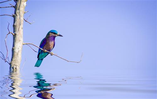 Kumaon And The Corbett Country IndianRoller (Custom).jpg