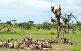 Kenya Mara Safari & Zanzibar
