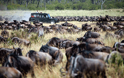 Kenya Wildlife Migration