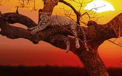 Kruger Tshukudu Big 5 Safari