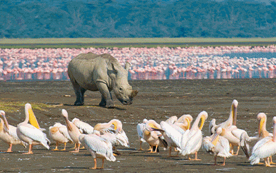 Mara, Amboseli & Beach Mara, Amboseli & Beach