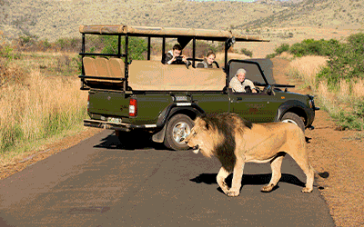 Pilanesberg Safari