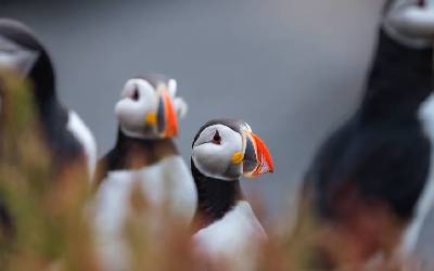 Scotland's Wild Isles: Shetlands, Orkneys and Inner Hebrides