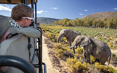 Self Drive Winelands, Safari, Karoo, Whales