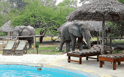 Incredible Selous Safari & Zanzibar Incredible Selous Safari & Zanzibar