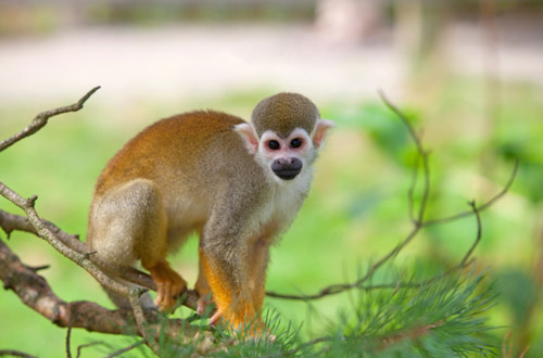 amazon-rainforest-squirrel-monkey.jpg