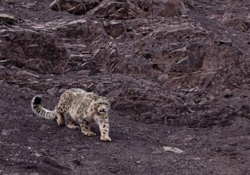 India - Shadow of the Snow Leopard