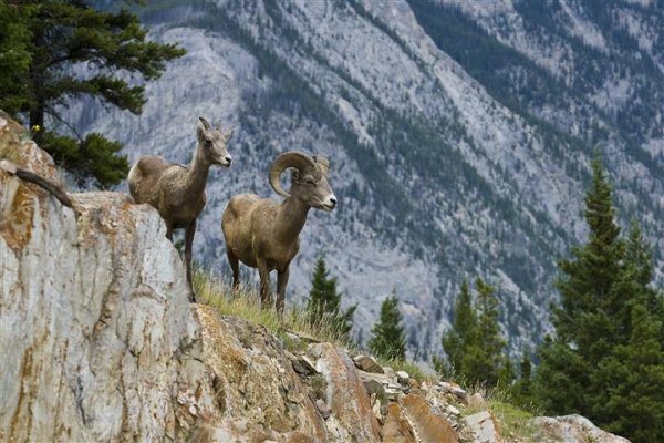 bighorn-sheep-banff.jpg