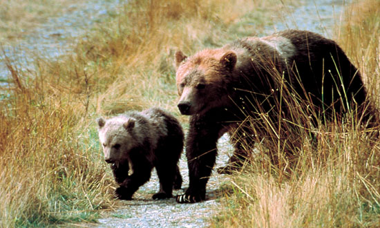 canada-grizzly-bear.jpg