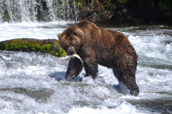 grizzly-fishing-river.jpg