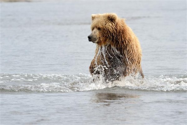 grizzly-fishing.jpg