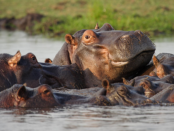 hippo.jpg