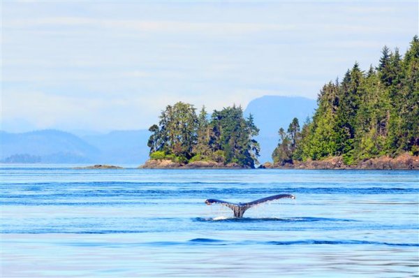 humpback-whale-vancouver-island.jpg