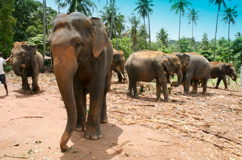 sri-lanka-elephant.jpg