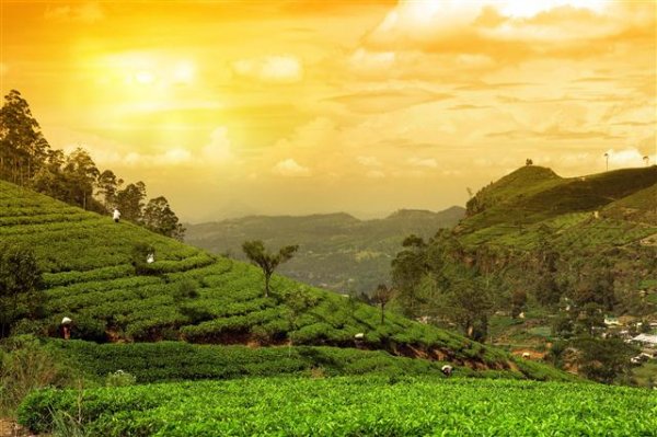 Kolkatta Darjeeling and Sikkim Panorama tea plantation_172176446 (Small).jpg