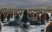 Antarctic-Peninsula-and-South-Shetland-Islands-Expedition_pk35059_1.jpg