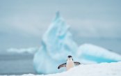 Cape-Horn-The-Frozen-Continent_pk35749_1.jpg
