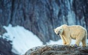 Crimson-Canopies-Arctic-Frontiers_pk35750_1.jpg