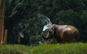 Elephants-Hills-Couple-Deal_pk33413_1.gif