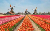 Petals-Polders-A-Springtime-Voyage-through-the-Heart-of-the-Low-Countries_pk35169_1.jpg