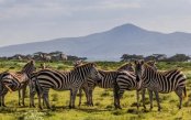 Wonders-of-Kenya-Safari_pk34556_1.jpg